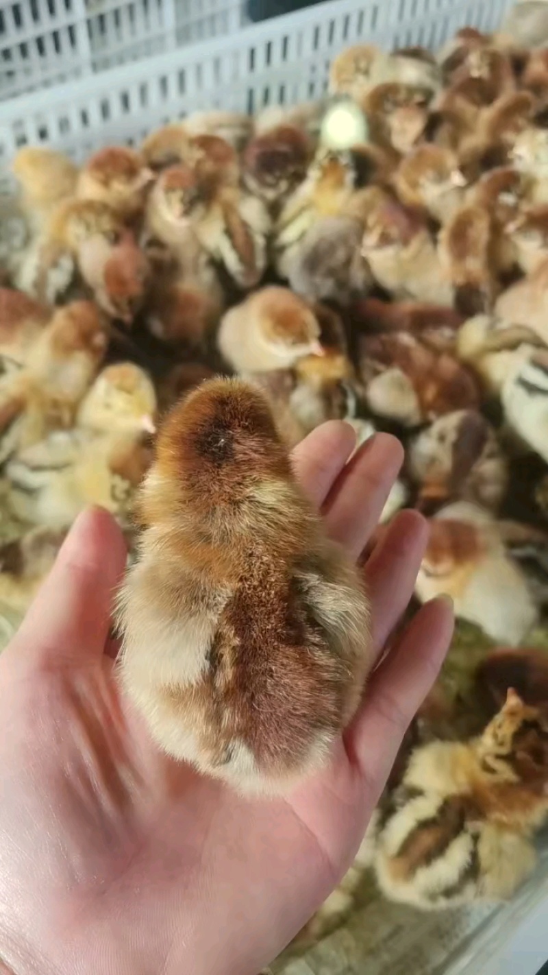 【青脚麻鸡苗快大青脚麻鸡苗】支持货到付款