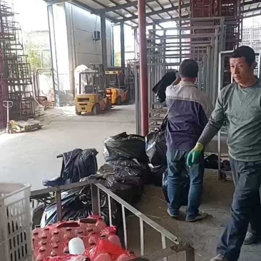 山东蒜黄干黄现割现装车对接电商市场50公分到60长，代发
