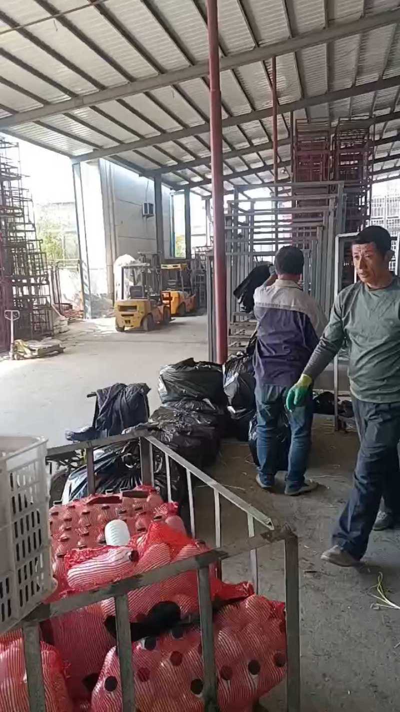 山东蒜黄干黄现割现装车对接电商市场50公分到60长，代发