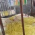 蒜黄精品蒜黄对接电商市场商超欢迎订购可代发货