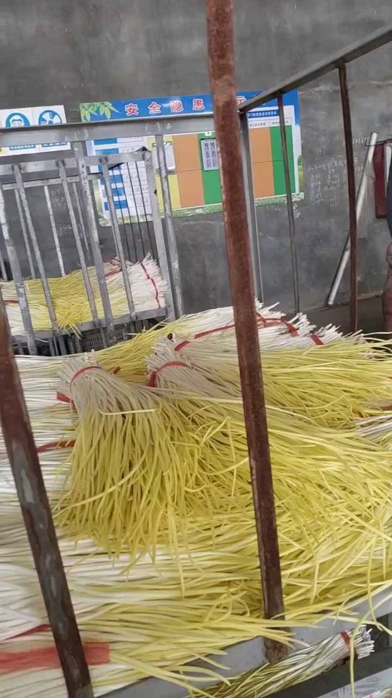 蒜黄精品蒜黄对接电商市场商超欢迎订购可代发货