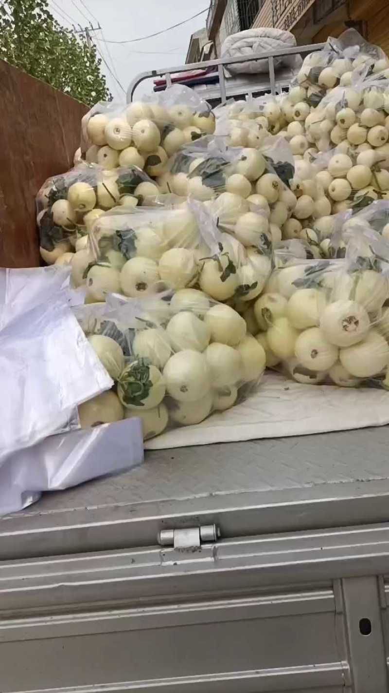 白沙蜜大量供应，口感脆甜皮薄汁多，保质保量全国代收代发