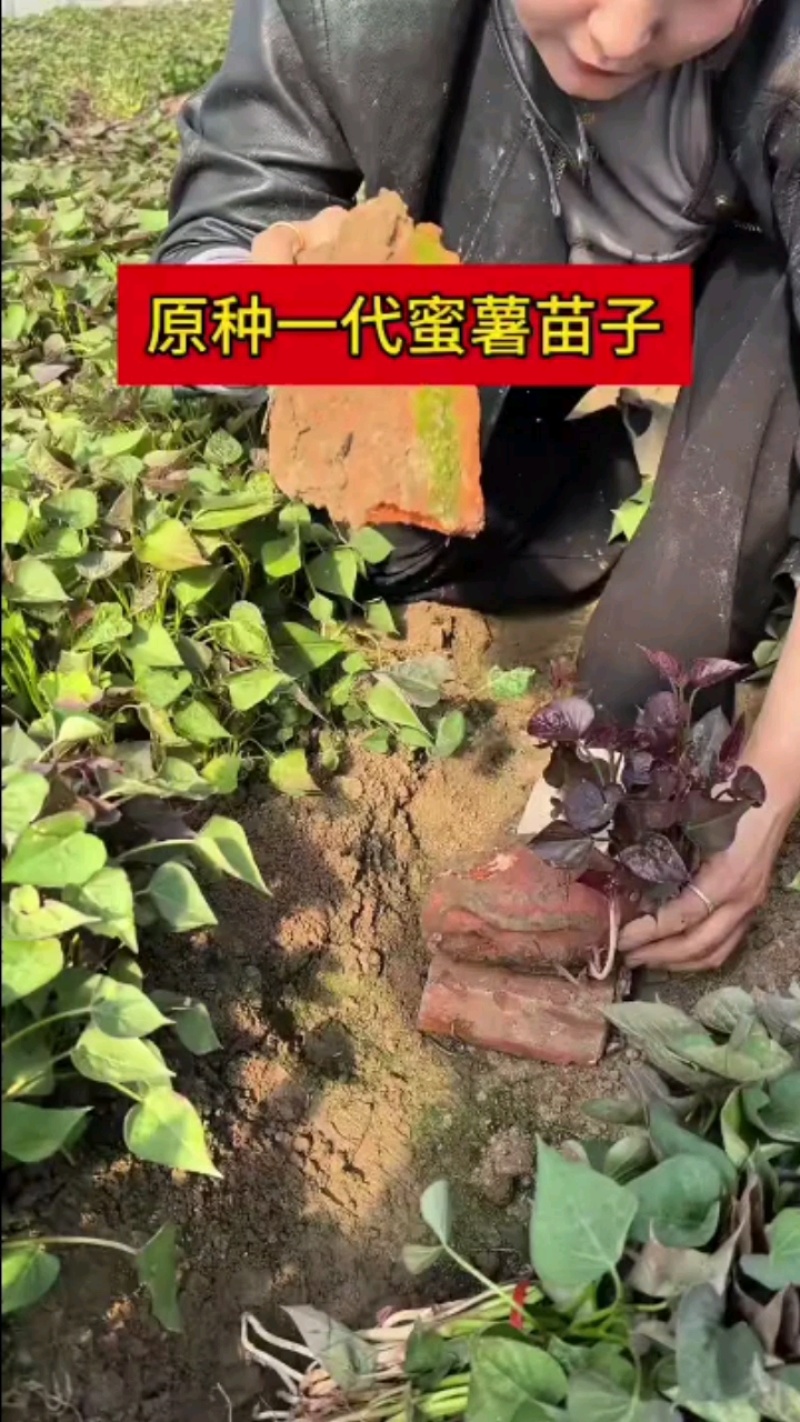 红薯苗蜜薯苗，脱毒红薯苗，专业种植，大量发货