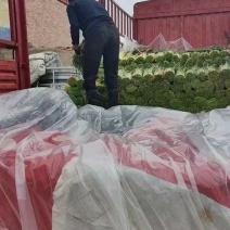 红帽蒜薹河南蒜薹产地现货，规格齐全，量大价优代发全国