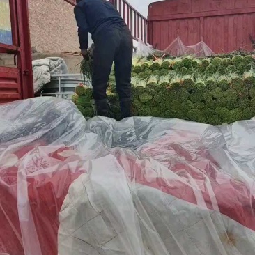 红帽蒜薹河南蒜薹产地现货，规格齐全，量大价优代发全国