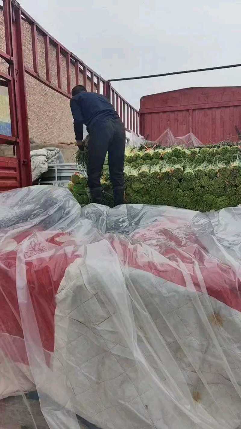 红帽蒜薹河南蒜薹产地现货，规格齐全，量大价优代发全国