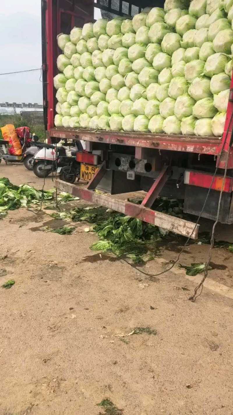 新野县联赢万亩蔬菜基地大量供应黄心大白菜