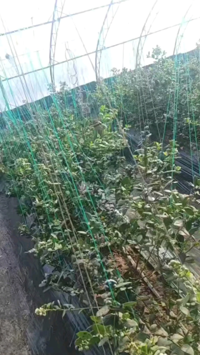 辽宁蓝莓大量上市，一手货源，基地直发，品质保证，欢迎电联