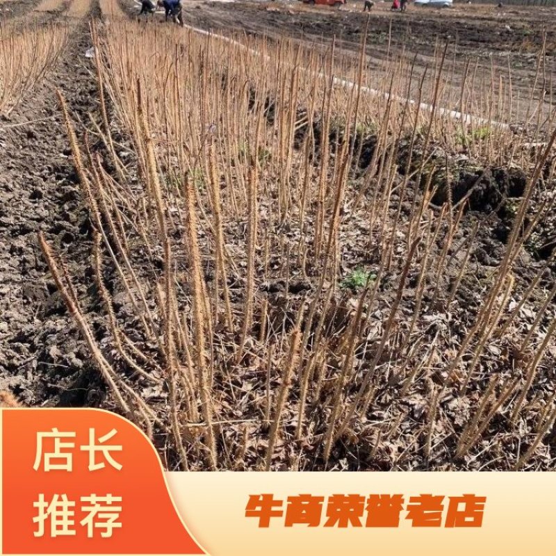 长梗刺五加种苗基地直供无杂苗根系壮易成活提供技术指导