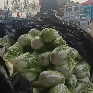 大白菜五毛一斤，路边现货。