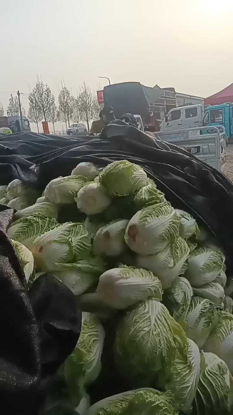 大白菜五毛一斤，路边现货。