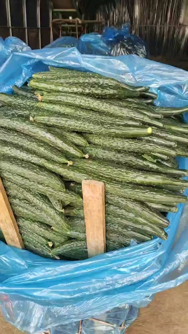 黄瓜密刺黄瓜，大棚顶花带刺黄瓜对接电商平台拼多多美团