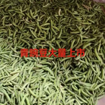 城固县带壳豌豆大量上市，一手货源，产地发货，对接商超全国