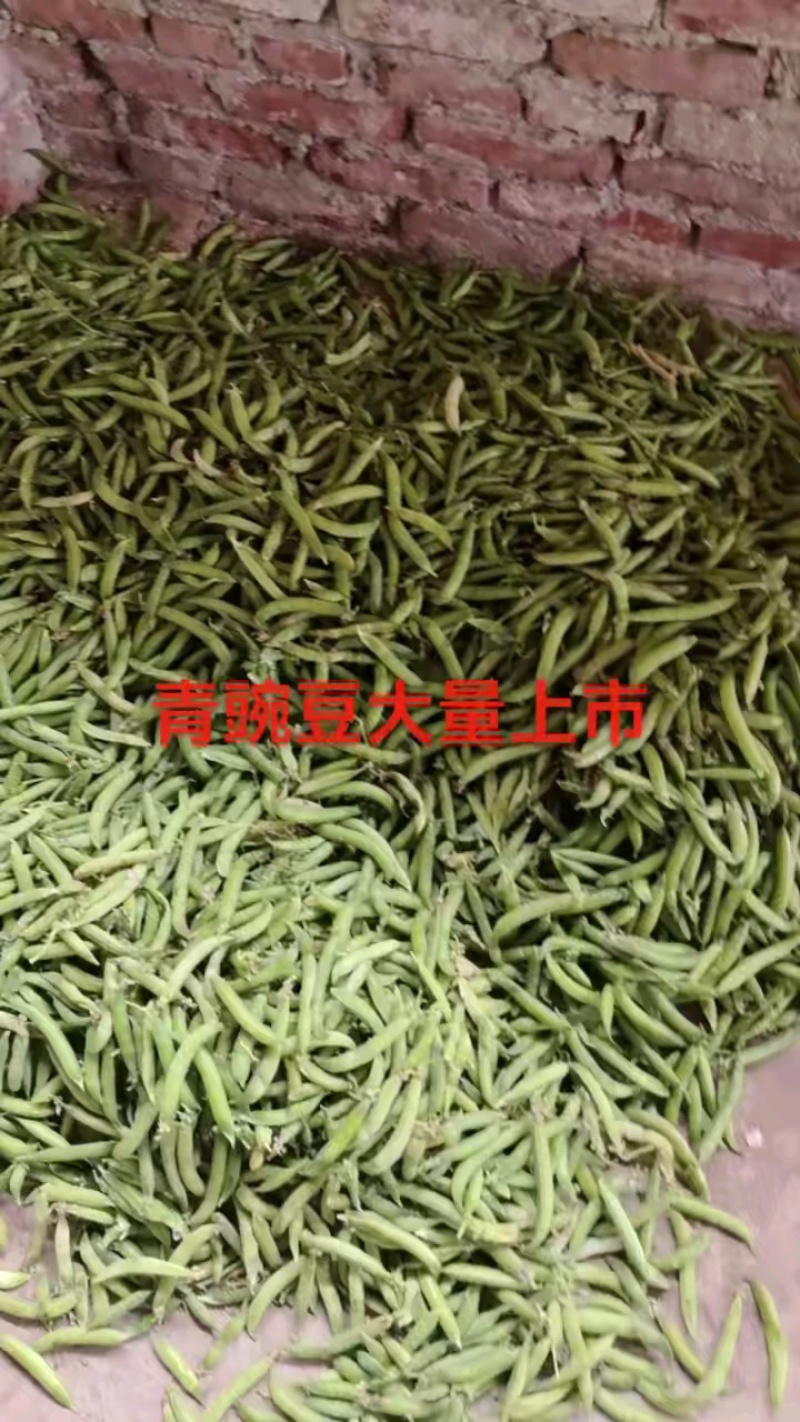城固县带壳豌豆大量上市，一手货源，产地发货，对接商超全国
