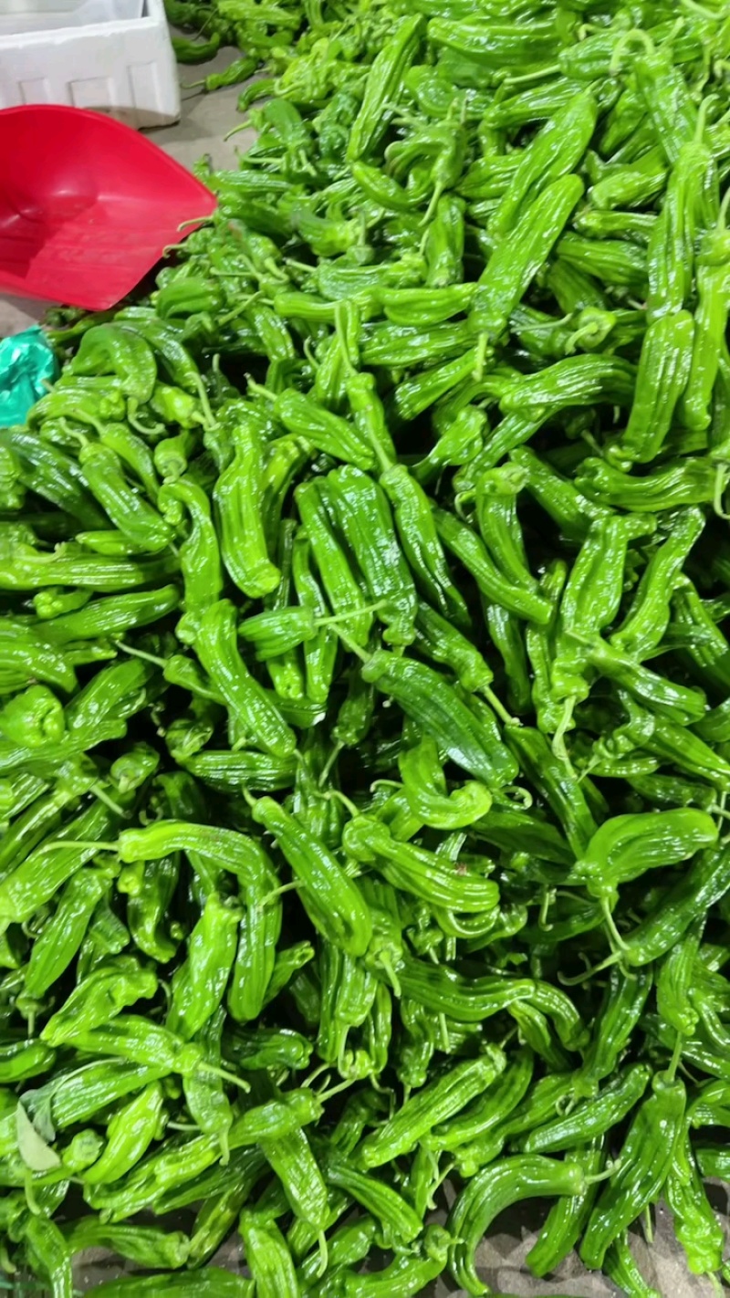 辣椒