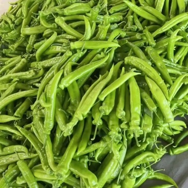 山东青州尖椒大量上市一手货源价格美丽品质保证