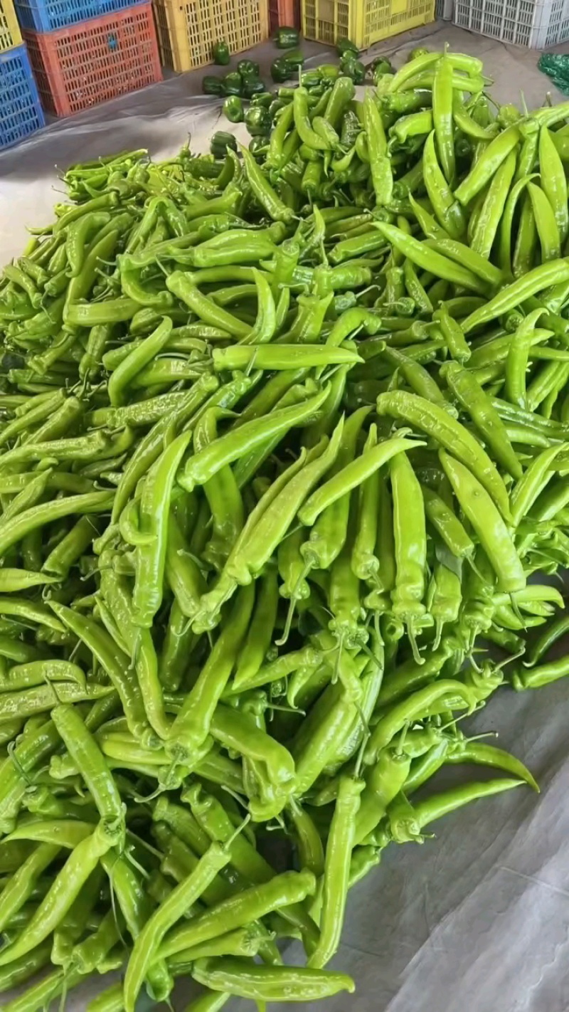 山东青州尖椒大量上市一手货源价格美丽品质保证