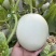 河南安阳玉菇甜瓜大量接单产地直发欢迎来电咨询