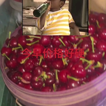 客商收购樱桃免费春游景芝古镇