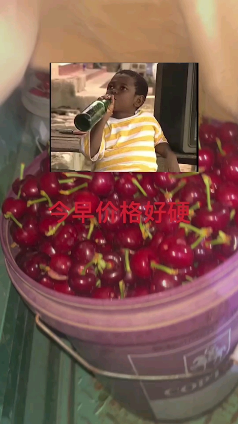 客商收购樱桃免费春游景芝古镇