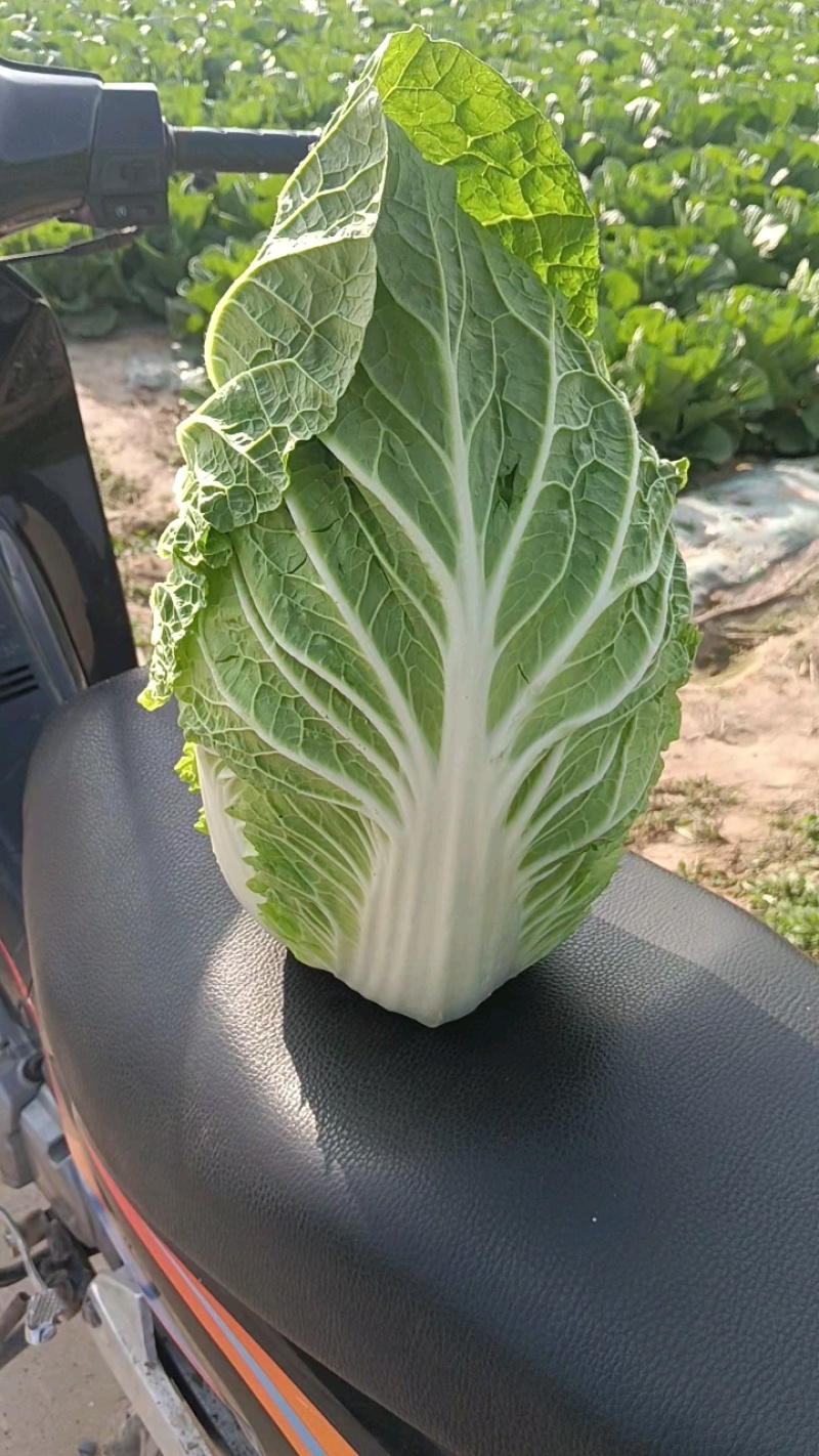 【地头价】河南黄心大白菜大量有货价格超低要的联系