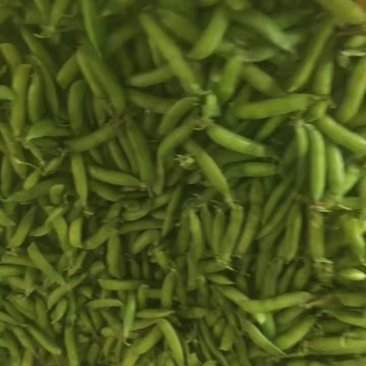 长寿仁甜豆豌豆荚量大质优大量供应欢迎订购