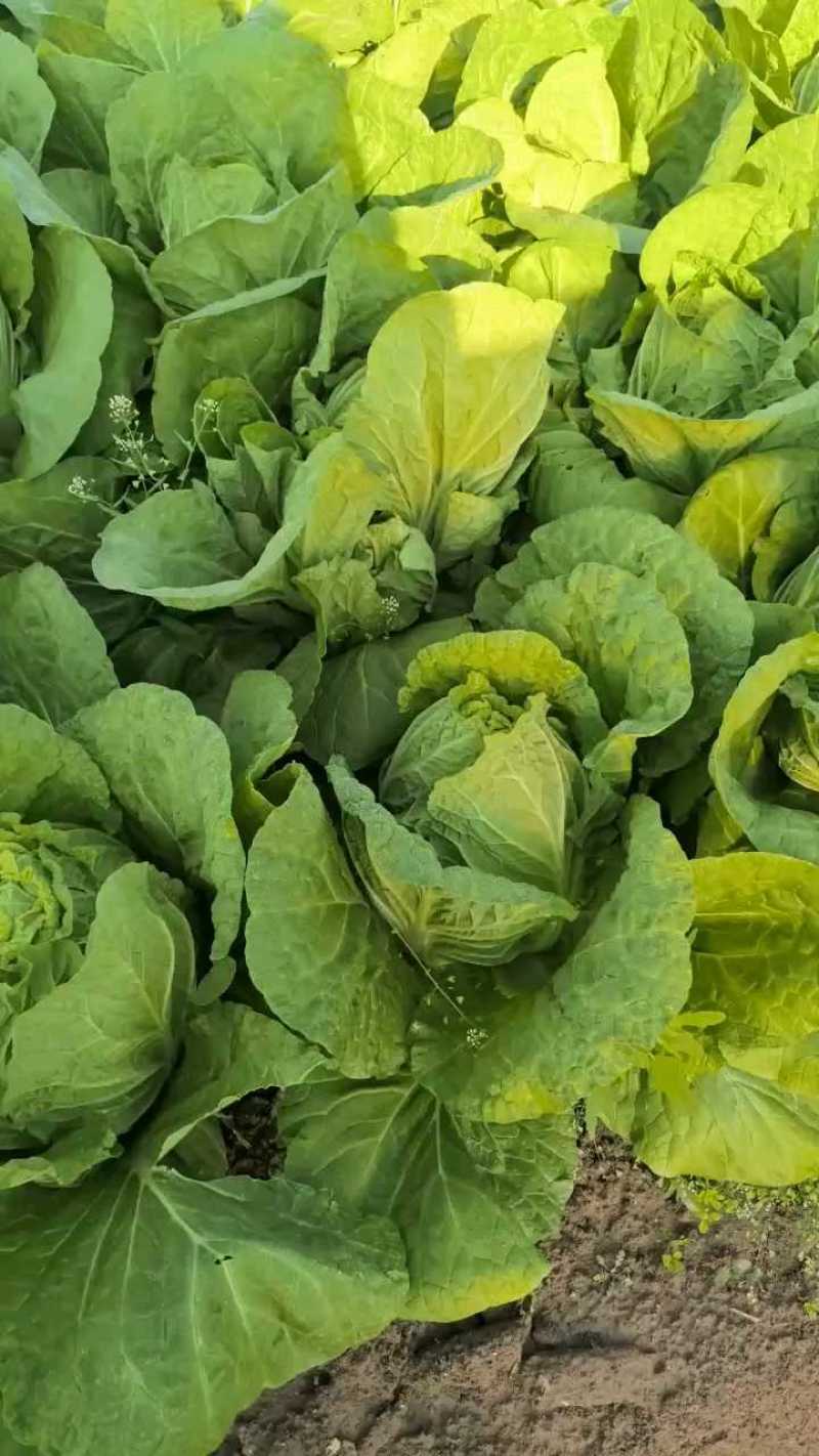 黄心大白菜大量供应中，分等分级，筐子装和散装都可以！