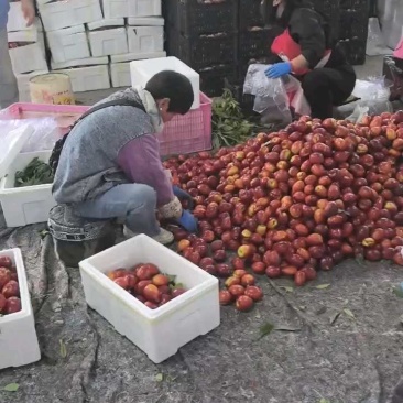 山东冠县优质油桃基地大量供应油桃,欢迎各地客商前订购