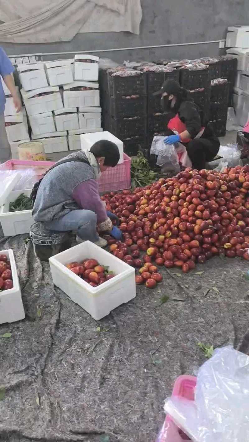 山东冠县优质油桃基地大量供应油桃，欢迎各地客商前订购