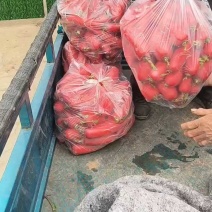 红皮水萝卜红萝卜无糠心无水印货源充足产品质量优良对接全国