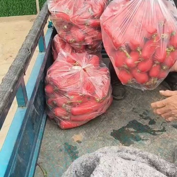 红皮水萝卜红萝卜无糠心无水印货源充足产品质量优良对接全国