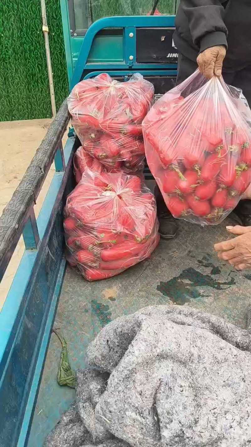 红皮水萝卜红萝卜无糠心无水印货源充足产品质量优良对接全国