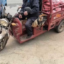 红皮水萝卜大量上市中无糠心无水印口感脆不辣对接全国客商。