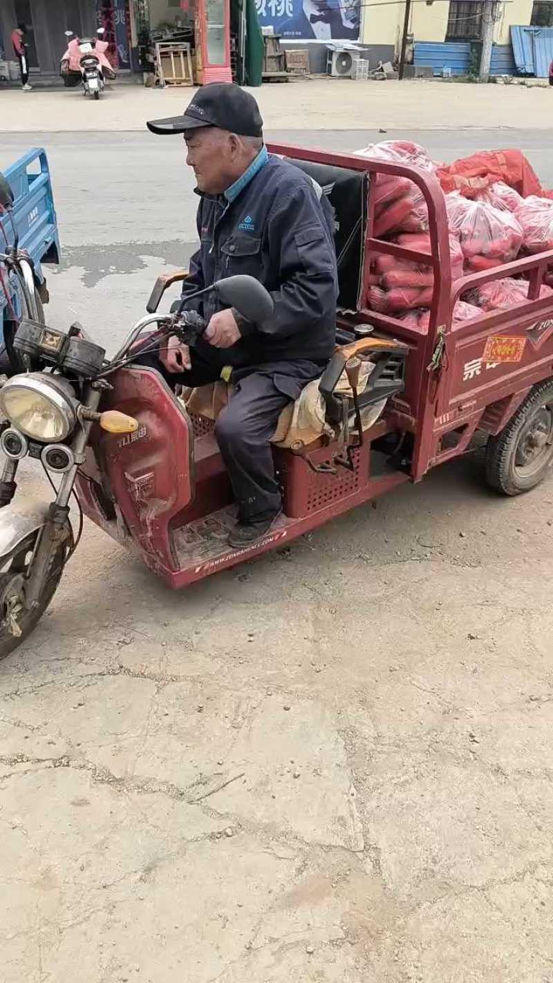 红皮水萝卜大量上市中无糠心无水印口感脆不辣对接全国客商。