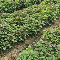 脱毒种苗西瓜红，蜜薯，哈密，龙九，济薯26等，各类种苗