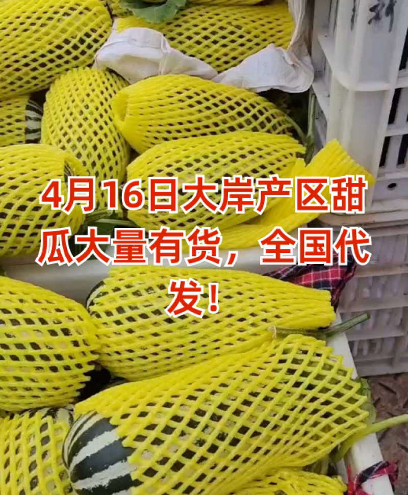 4月16日大岸产区甜瓜大量有货，全国代发！