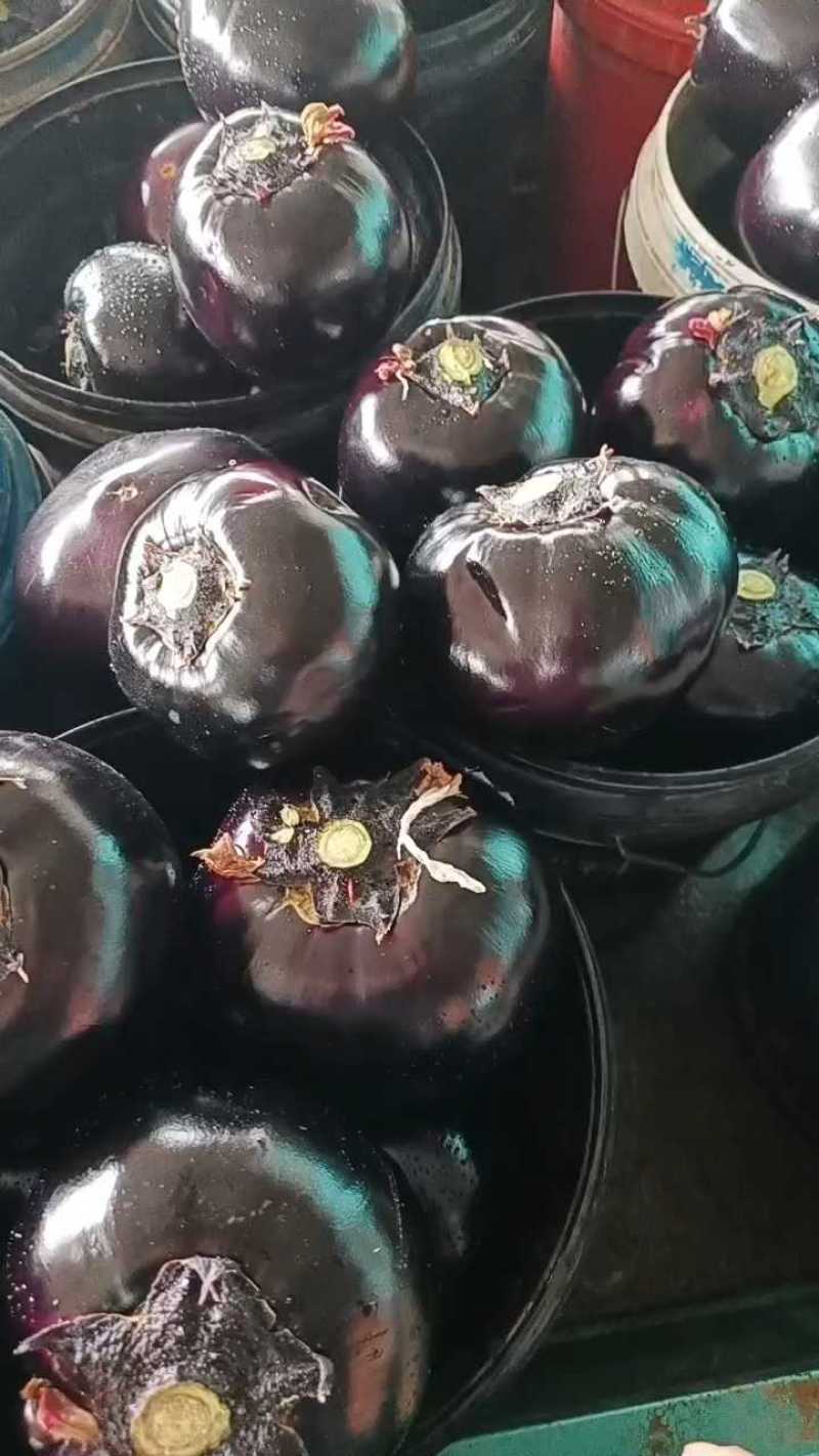 精品圆茄，质量漂亮无杂质。