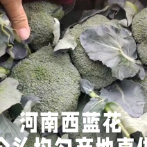 河南西蓝花个头均匀产地直发货源充足欢迎来电订购