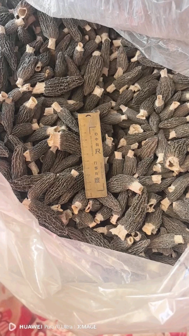 2025新货羊肚菌自家种植羊肚姬松茸，常年供应干货