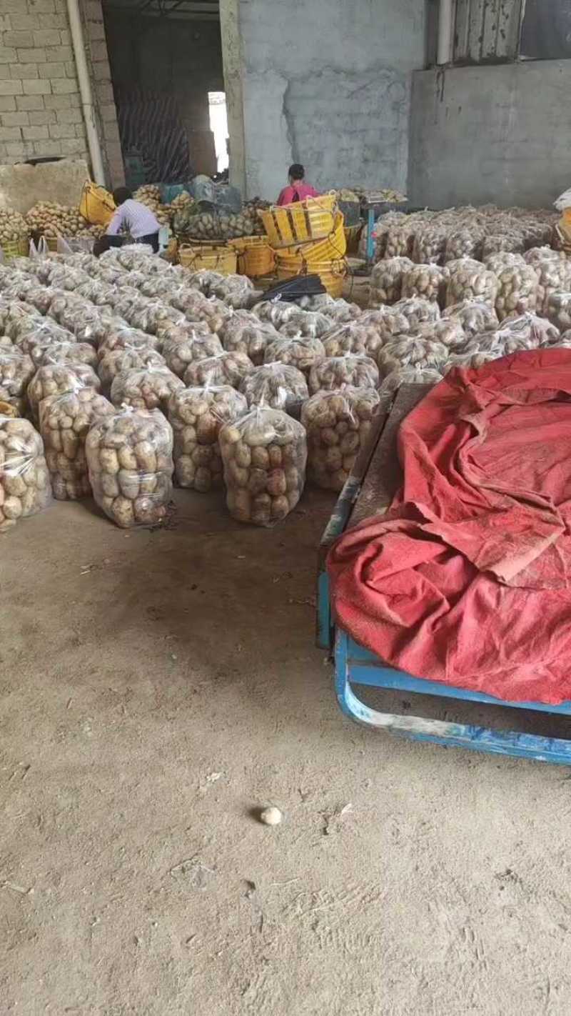 黄心土豆新鲜上市量大从优产地直发保质保量欢迎来电