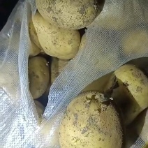 山东冷库土豆荷兰十五土豆大量现货出库，全国发货
