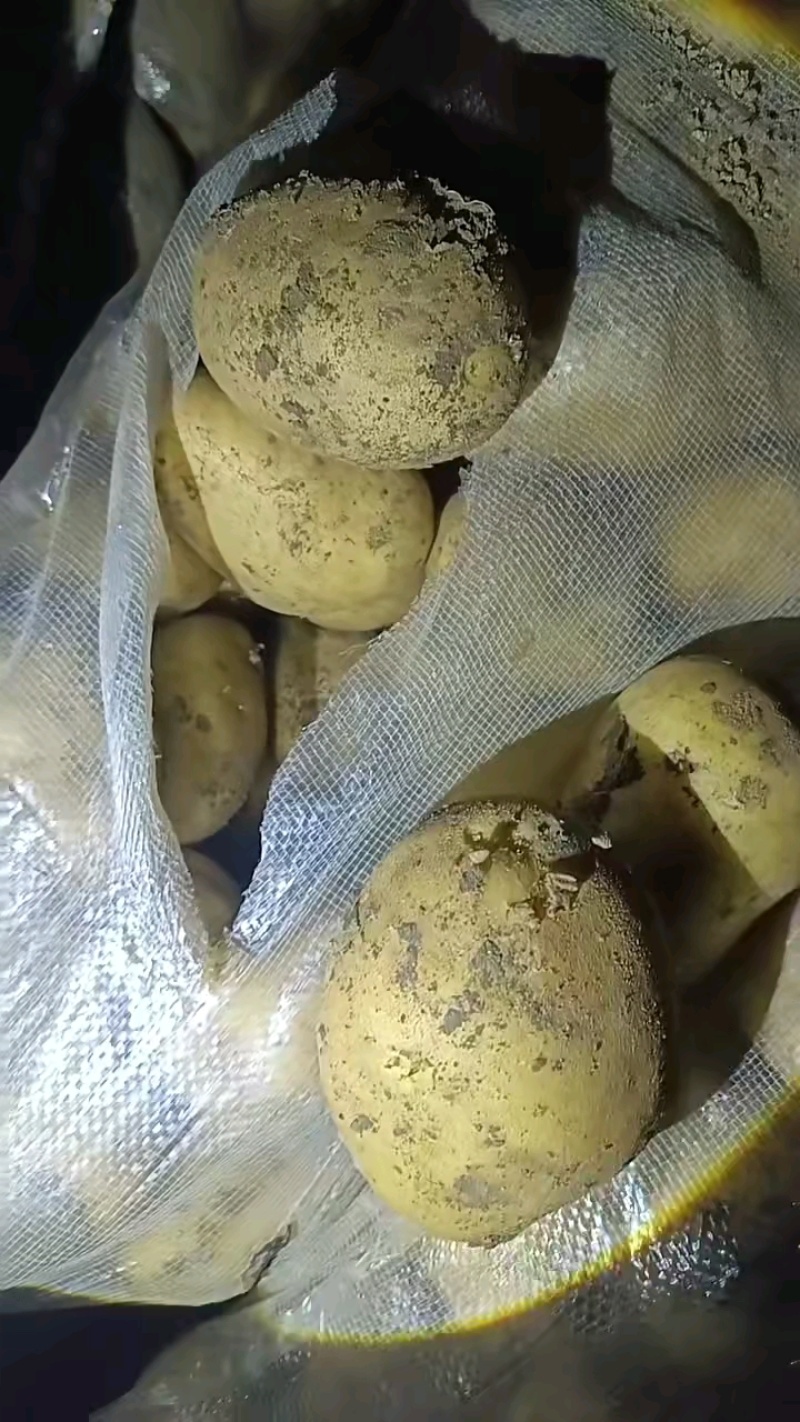 山东冷库土豆荷兰十五土豆大量现货出库，全国发货