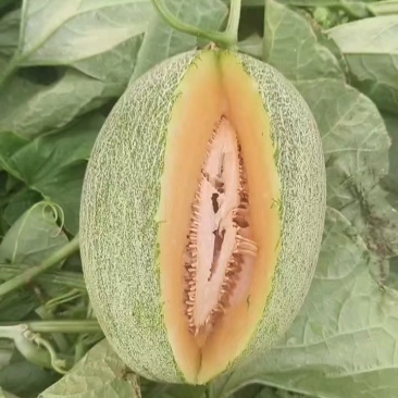 哈密瓜