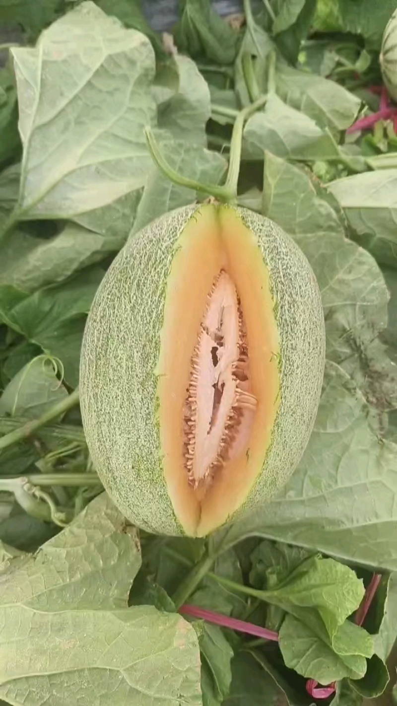 哈密瓜