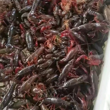 小龙虾