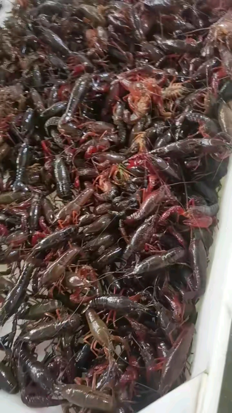小龙虾