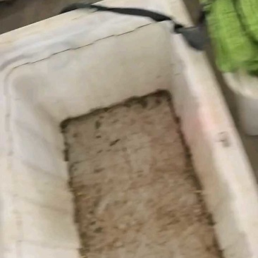 油绿苦瓜河南精选大量上市一手货源对接电商商超品质