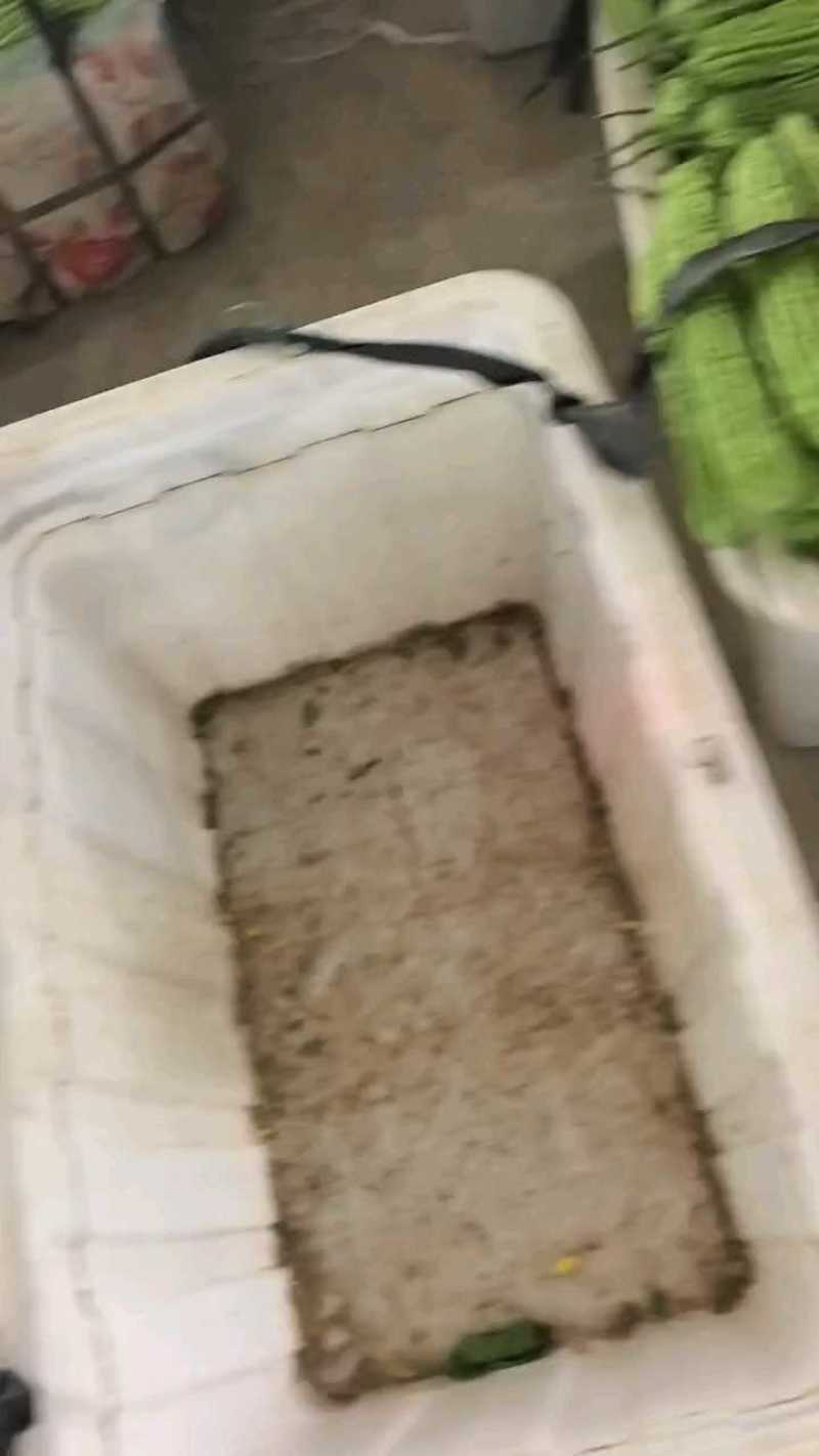 油绿苦瓜河南精选大量上市一手货源对接电商商超品质
