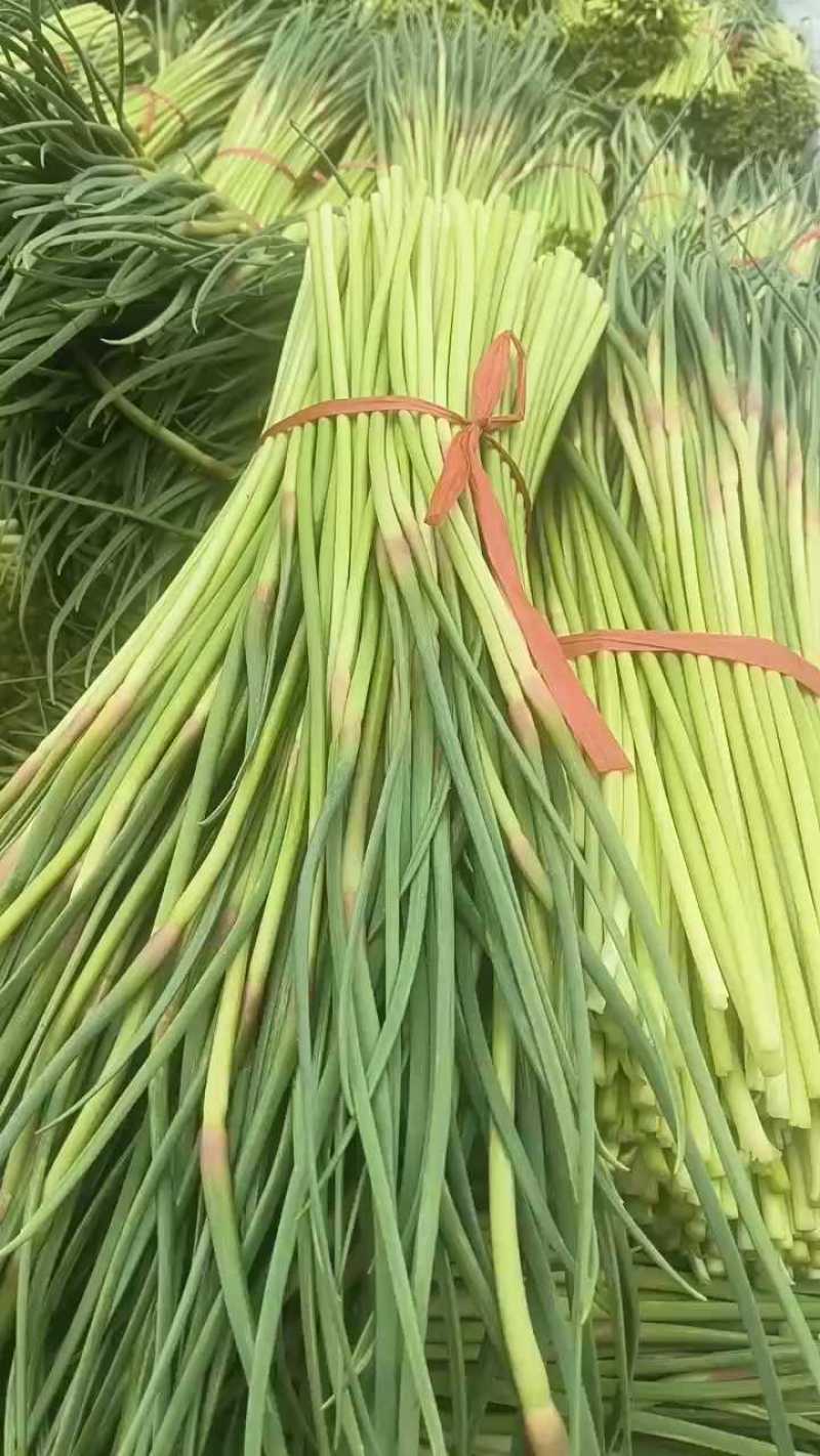山东平邑精品红帽蒜薹，货源充足稳定质量优良，基地直发。
