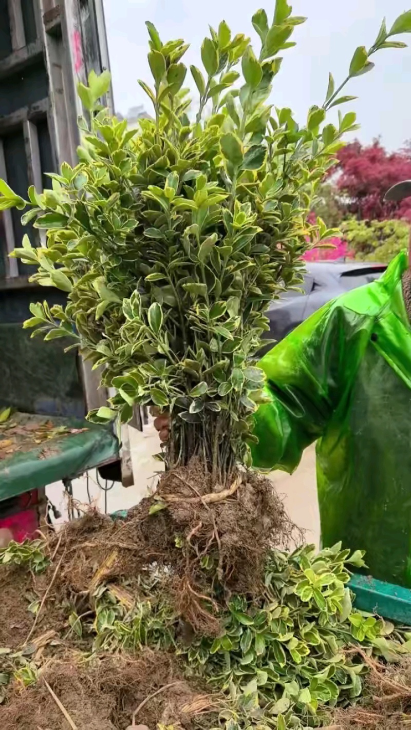 金边黄杨，好货等你来拿！